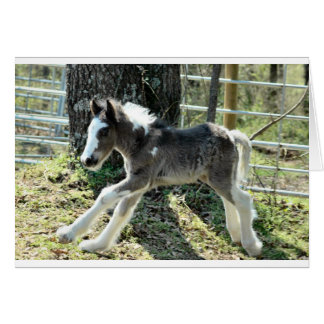 Cartão Baby Shaolin 2