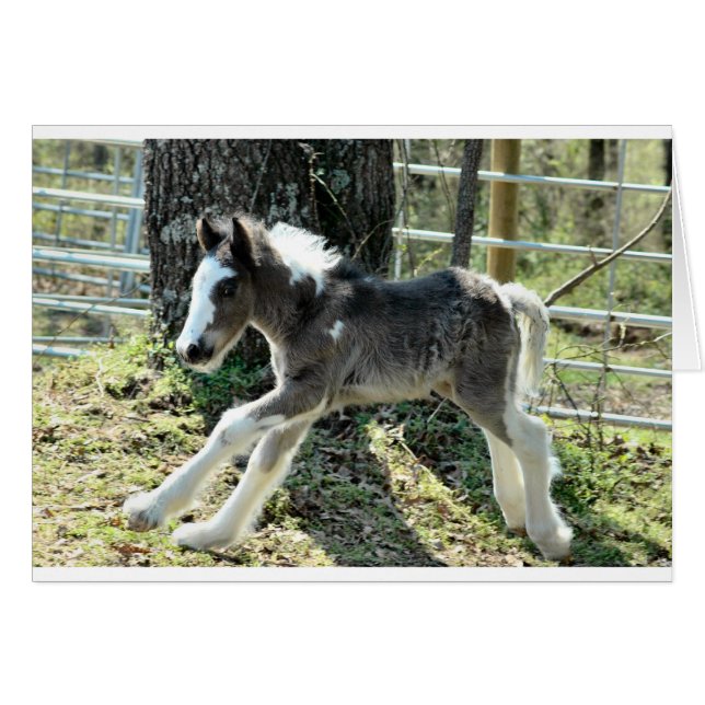 Cartão Baby Shaolin 2 (Frente Horizontal)