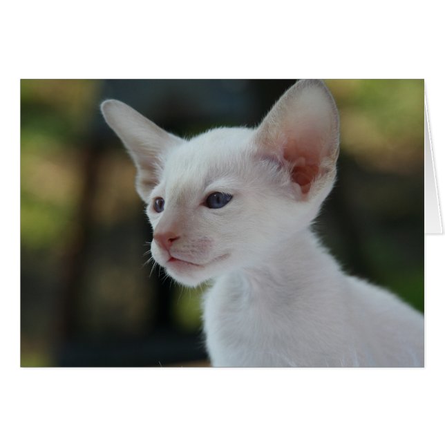 Cartão Baby Siamese Kitty (Frente Horizontal)
