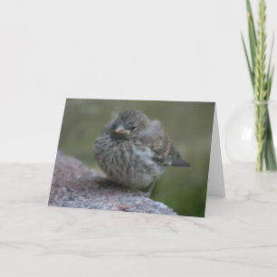 Cartão "Baby Sparrow" Photo Greeting Card