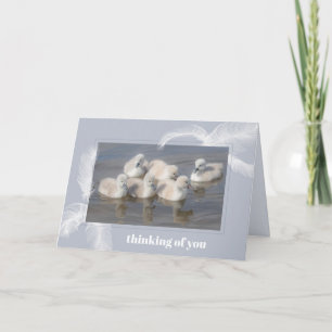 Cartão Baby Swans & Feathers Blank Folded Greeting Card