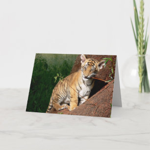 Cartão baby tiger greeting card 