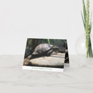 Cartão baby tortoise notecard (encouragement)