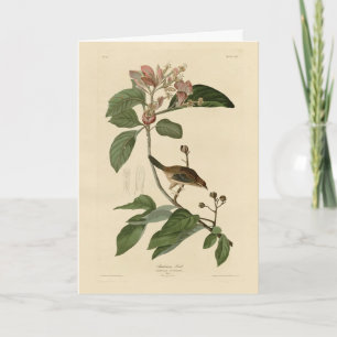 Cartão Bachman's Finch (Sparrow) Audubon Birds of America