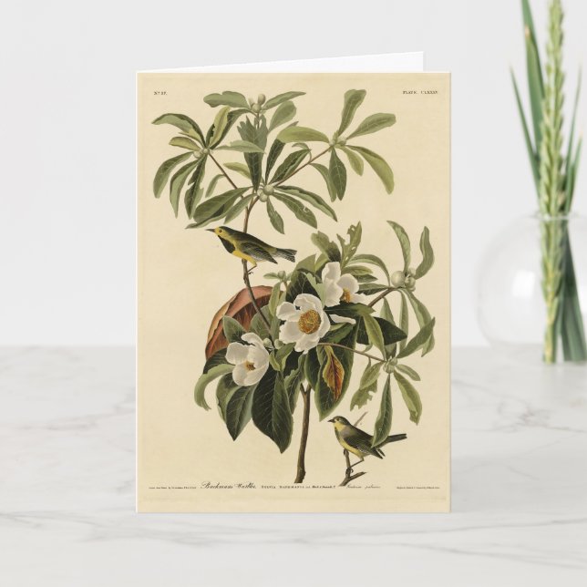 Cartão Bachman's Warbler, das Aves da América de Audubon (Frente)