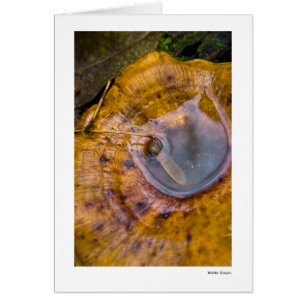 Cartão Bacia da água