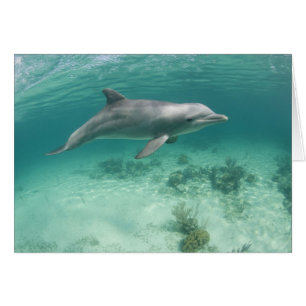 Cartão Bahamas, Ilha de Grand Bahama, Freeport, Cativo 6