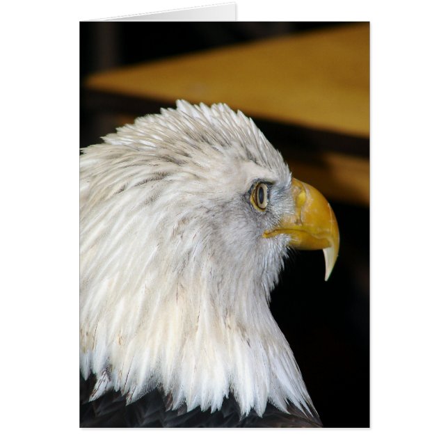 Cartão Bald Eagle (Frente)