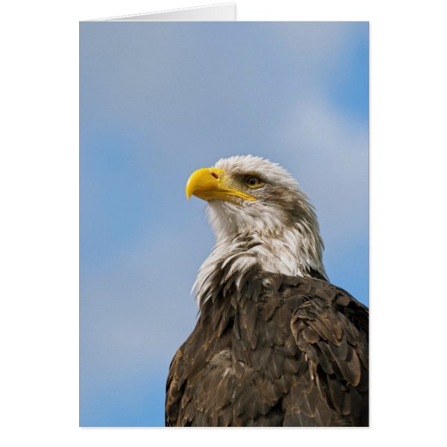 Cartão Bald Eagle (Frente)