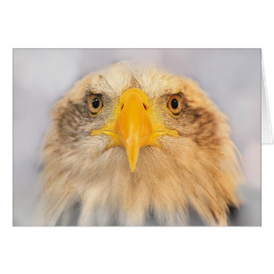 Cartão Bald Eagle
