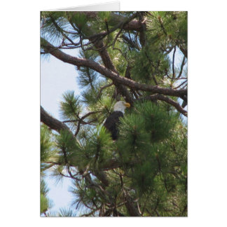 Cartão Bald Eagle