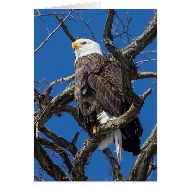 Cartão Bald Eagle (Frente)