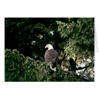 Cartão Bald Eagle