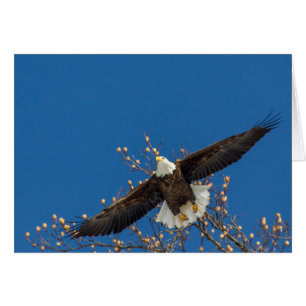 Cartão Bald Eagle