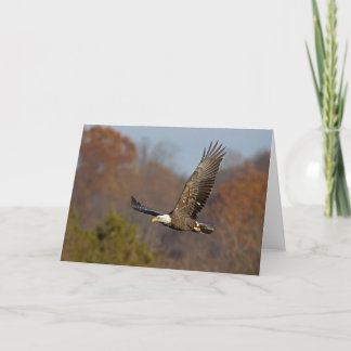 Cartão Bald Eagle 6