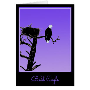 Cartão Bald Eagle em Sunset - Arte original sobre a vida