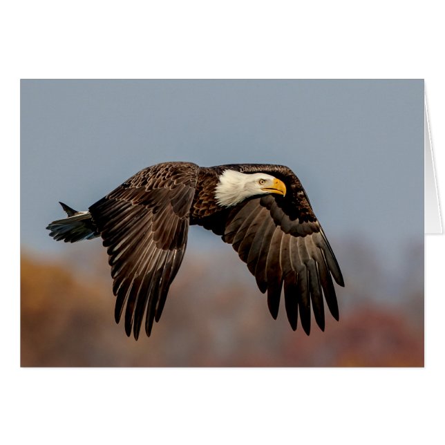 Cartão Bald Eagle em voo (Frente Horizontal)