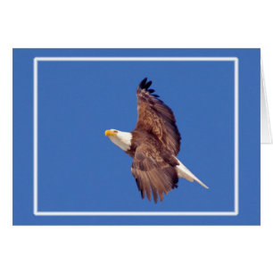 Cartão Bald Eagle Eyes To Sky