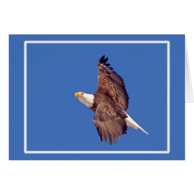 Cartão Bald Eagle Eyes To Sky (Frente Horizontal)
