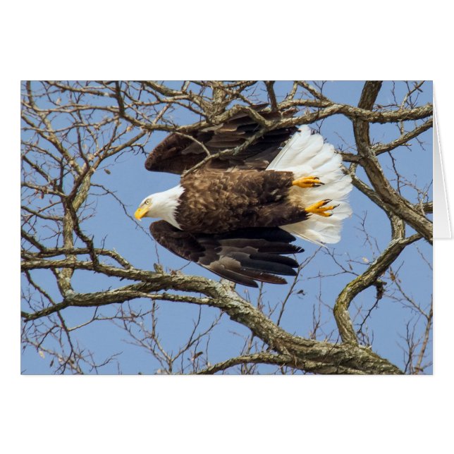 Cartão Bald Eagle Flash (Frente Horizontal)