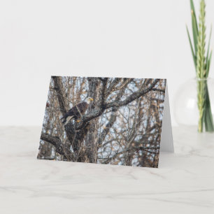 Cartão Bald Eagle na Caça