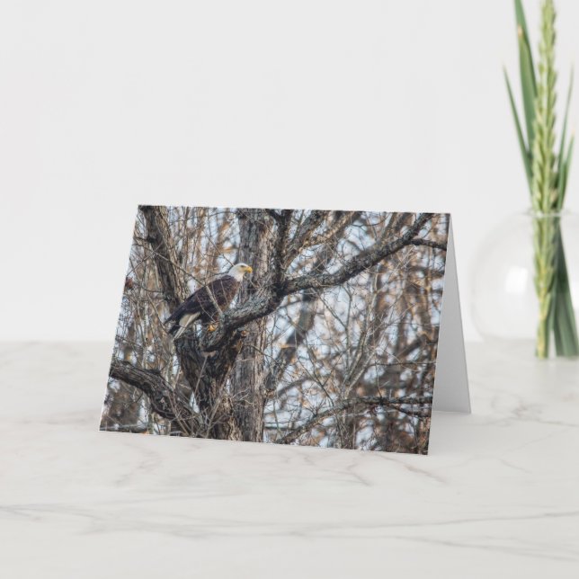 Cartão Bald Eagle na Caça (Frente)