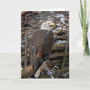 Cartão Bald Eagle por Snowy Nest
