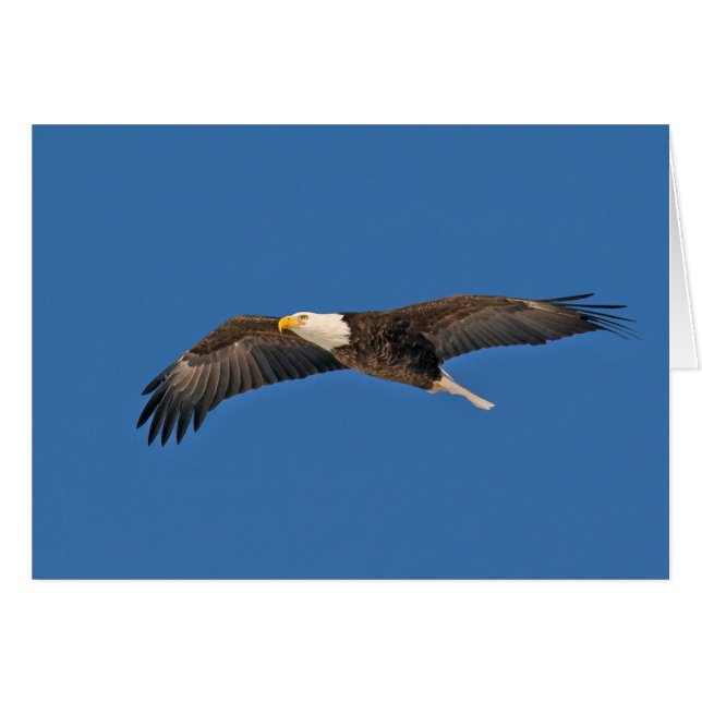 Cartão Bald Eagle Sky High (Frente Horizontal)