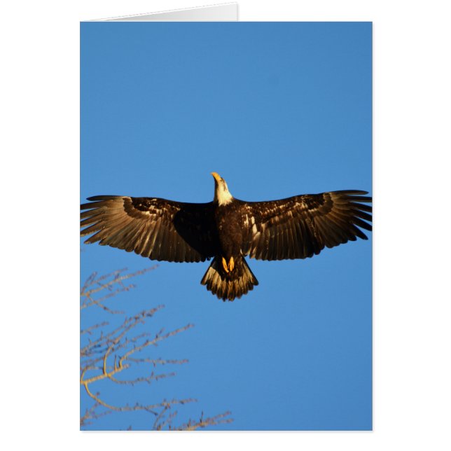 Cartão Bald Eagle Soaring1 (Frente)