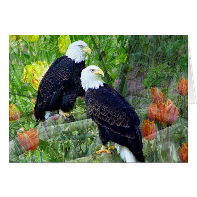 Cartão Bald Eagles (Frente Horizontal)