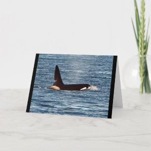 Cartão Baleia Assassina John Coe Personalizável Orca da C