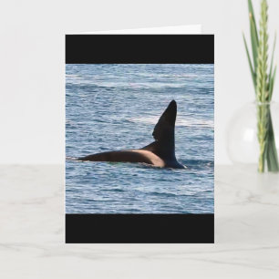 Cartão Baleia Assassina John Coe Personalizável Orca da C
