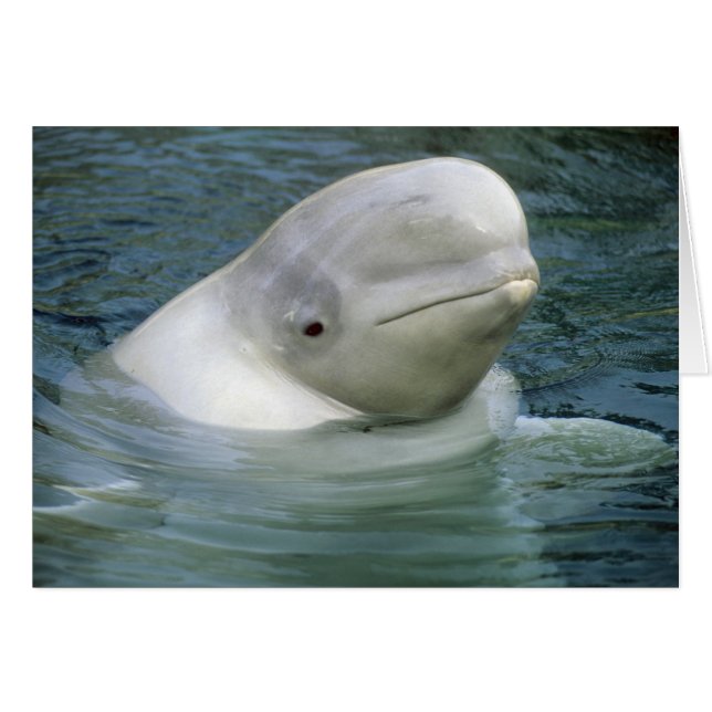 Cartão Baleia Beluga, Delphinapterus leucas) (Frente Horizontal)