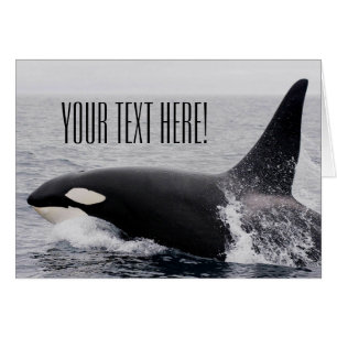 Cartão Baleia de assassino da orca que rompe o texto