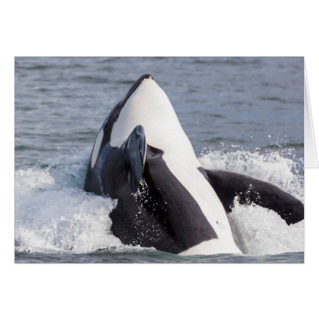 Cartão Baleia Orca saltando (Frente Horizontal)
