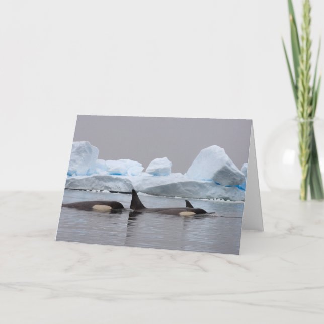 Cartão baleias de assassino (orcas), orca do Orcinus, (Frente)