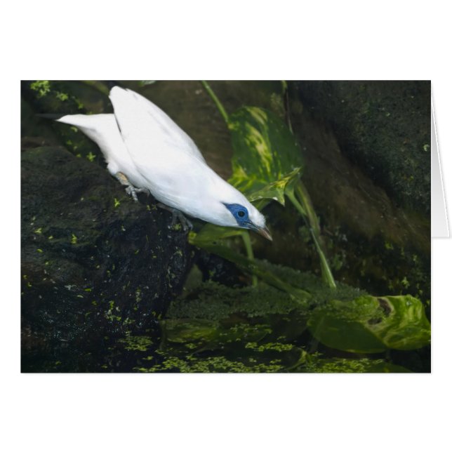 Cartão Bali Myna (Frente Horizontal)
