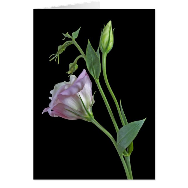 Cartão Ballerina (Frente)