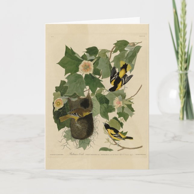 Cartão Baltimore Oriole - das Aves da América de Audubon (Frente)