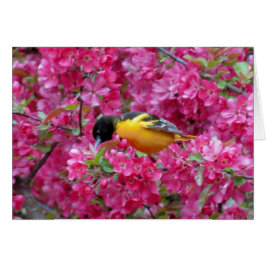 Cartão Baltimore Oriole em Crabapple