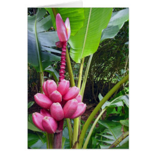 Cartão Bananas Rosa Havaianas