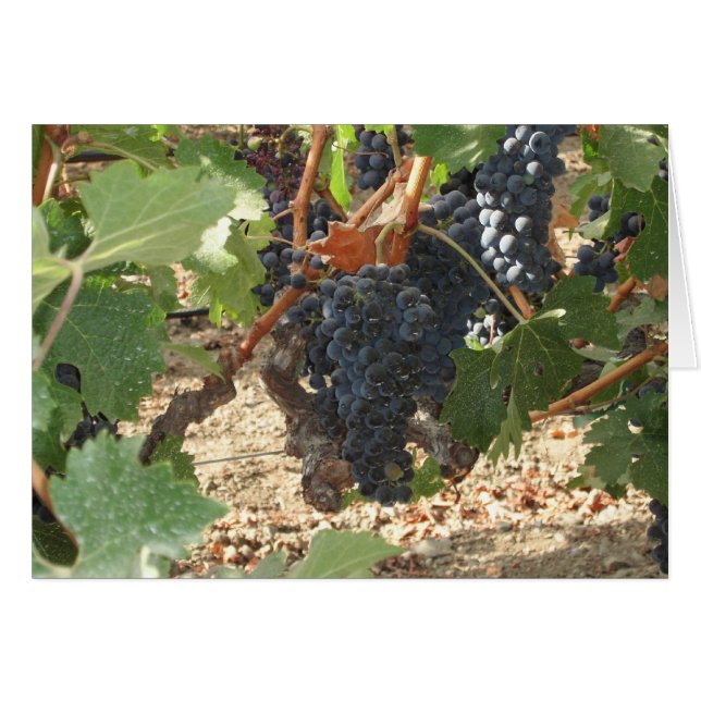 Cartão Bando de Uvas (Frente horizontal)