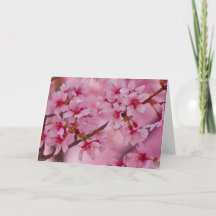 Banhado nas flores de cerejeira japonesas