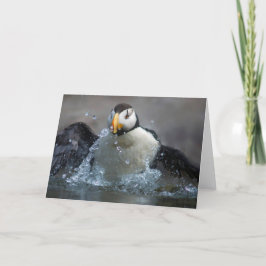 Cartão Banho Puffin Corado - Fratercula corniculata