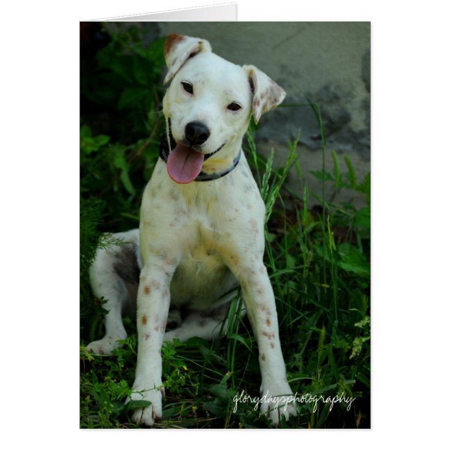 Cartão Banjo, maio de 2009 (Frente)