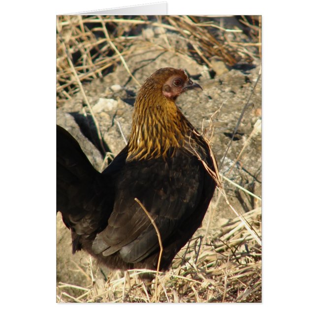 Cartão Bantam Pullet (Frente)