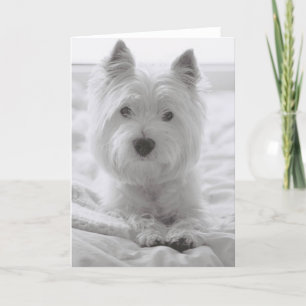 Cartão Barko in Bed