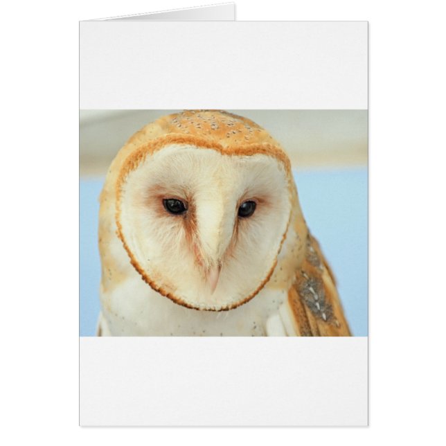 Cartão Barn Owl (Frente)