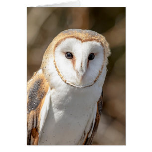 Cartão Barn Owl