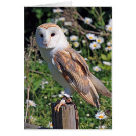 Cartão Barn Owl